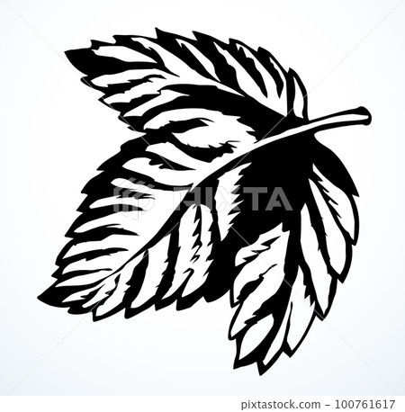 Large vine leaf. Vector drawing Large vine leaf. Vector drawing 100761617