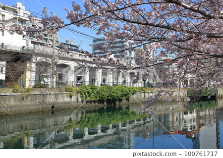Cherry blossoms along the Ooka River Cherry blossoms along the Ooka River 100761717