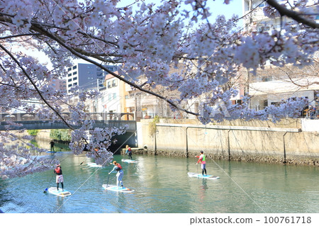 Cherry blossoms along the Ooka River and people doing SUP Cherry blossoms along the Ooka River and people doing SUP 100761718
