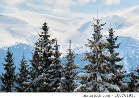 Bright winter landscape with pine trees covered with fresh fallen snow in mountain forest on cold wintry day. 100761933