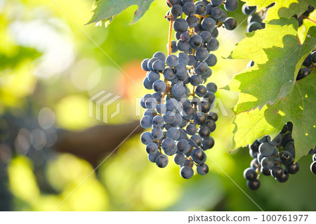 Blue grape branch growing in vine yard in autumn garden. 100761977