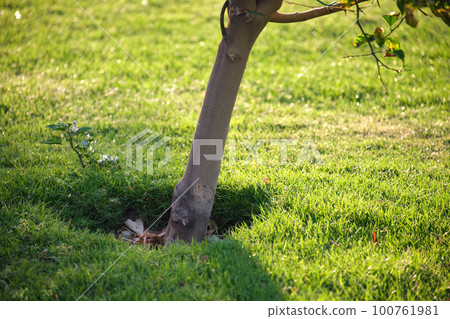Big tree growing in green lash grass. Agriculture and gardening Big tree growing in green lash grass. Agriculture and gardening 100761981