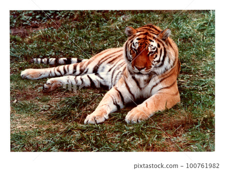 虎 虎 100761982