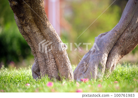 Big tree growing in green lash grass. Agriculture and gardening 100761983