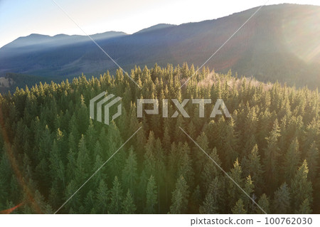 Beautiful scenery with light rays shining through foggy dark woods with evergreen trees in autumn morning. Beautiful wild forest at dawn Beautiful scenery with light rays shining through foggy dark woods with evergreen trees in autumn morning. Beautiful wild forest at dawn 100762030
