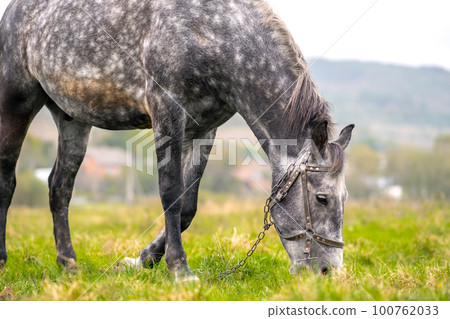 Beautiful gray horse grazing in summer field. Green pasture with feeding farm stallion. Beautiful gray horse grazing in summer field. Green pasture with feeding farm stallion. 100762033