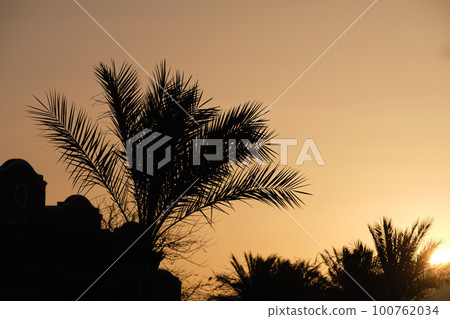 Beautiful green coconut palm trees on tropical beach against evening sky. Summer vacation concept Beautiful green coconut palm trees on tropical beach against evening sky. Summer vacation concept 100762034