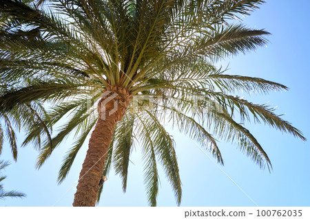 Beautiful green coconut palm trees on tropical beach against blue sky. Summer vacation concept Beautiful green coconut palm trees on tropical beach against blue sky. Summer vacation concept 100762035