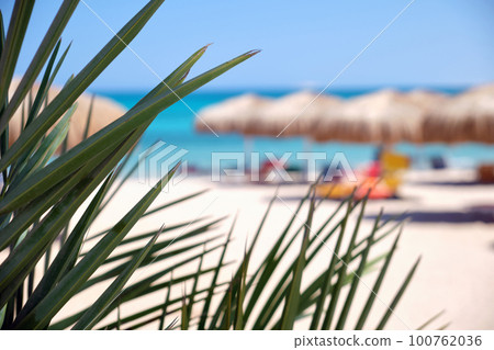Beautiful green coconut palm tree leaves waving on wind on tropical beach against blue sky. Summer vacation concept Beautiful green coconut palm tree leaves waving on wind on tropical beach against blue sky. Summer vacation concept 100762036