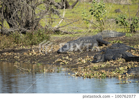 American alligators enjoying the heat from the sun on the bank of the lake in Florida 100762077
