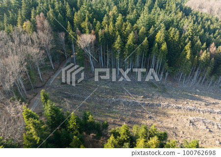 Aerial view of pine forest with large area of cut down trees as result of global deforestation industry. Harmful human influence on world ecology Aerial view of pine forest with large area of cut down trees as result of global deforestation industry. Harmful human influence on world ecology 100762698