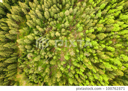 Aerial view of green pine forest with canopies of spruce trees in summer mountains. Aerial view of green pine forest with canopies of spruce trees in summer mountains. 100762871