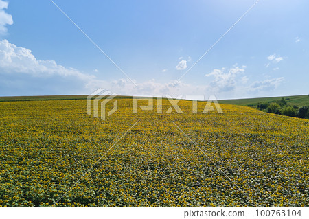 Aerial view of big agricultural farm field with growing sunflower plants 100763104