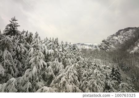 Aerial foggy landscape with evergreen pine trees covered with fresh fallen snow during heavy snowfall in winter mountain forest on cold quiet day 100763325