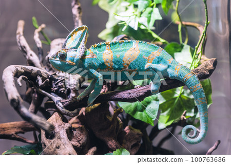 A veiled chameleon taking a nap A veiled chameleon taking a nap 100763686