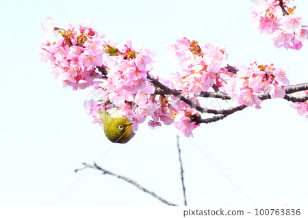 Mejiro and Kawazu cherry tree 100763836