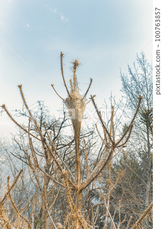 A pine processionary moth 100763857