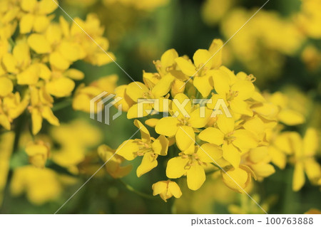Rape blossoms 100763888