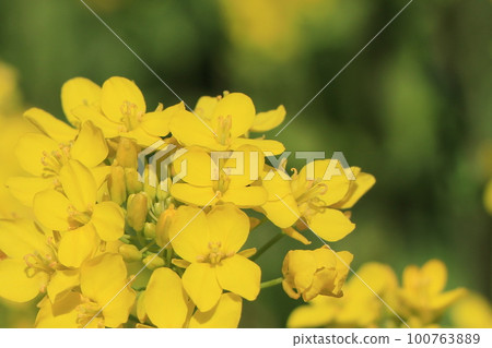 強姦開花 100763889