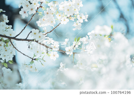 Cherry blossoms and birds at Arisugawa Memorial Park 100764196