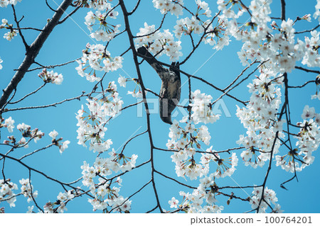 Cherry blossoms and birds at Arisugawa Memorial Park Cherry blossoms and birds at Arisugawa Memorial Park 100764201