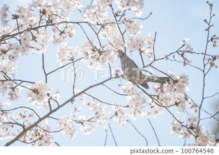 有棲川紀念公園的櫻花和鳥類 100764546