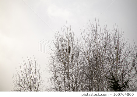 Jay bird silhouette sitting in the thin top branches of trees against a clear bright white sky in spring park Jay bird silhouette sitting in the thin top branches of trees against a clear bright white sky in spring park 100764800
