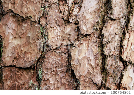 Tree bark texture background with large pieces and tiny moss Tree bark texture background with large pieces and tiny moss 100764801