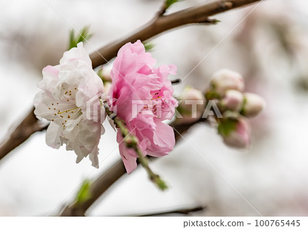 櫻花:松月櫻 櫻花:松月櫻 100765445