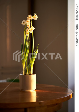 A narcissus flower in a white pot in the rays of the sun at home. 100765676