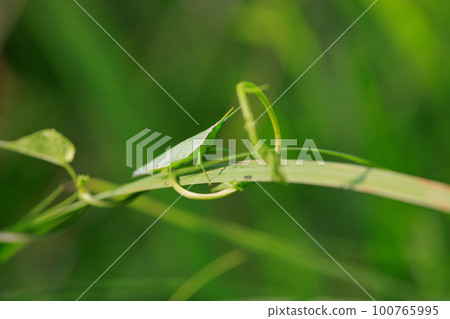 A grasshopper called Ombu grasshopper because a large female carries a small male on her back A grasshopper called Ombu grasshopper because a large female carries a small male on her back 100765995