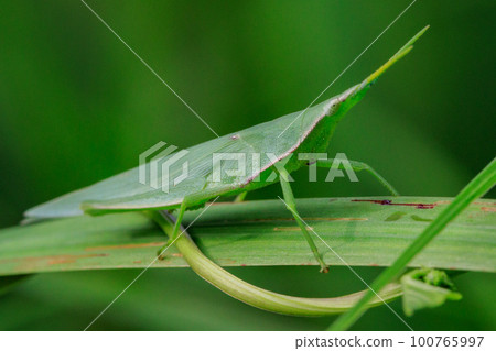 A grasshopper called Ombu grasshopper because a large female carries a small male on her back A grasshopper called Ombu grasshopper because a large female carries a small male on her back 100765997