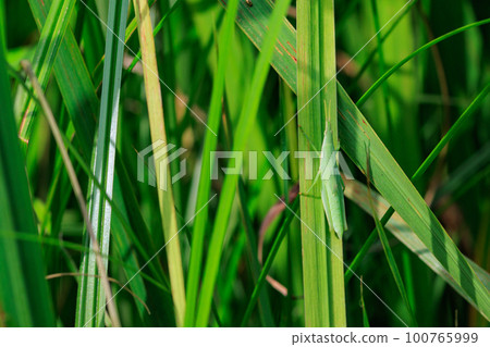 A grasshopper called Ombu grasshopper because a large female carries a small male on her back A grasshopper called Ombu grasshopper because a large female carries a small male on her back 100765999
