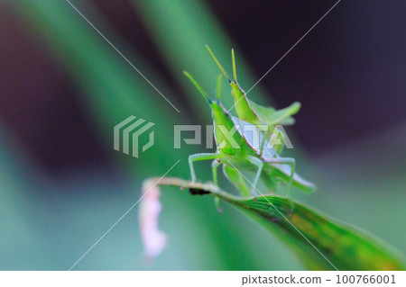 A grasshopper called Ombu grasshopper because a large female carries a small male on her back A grasshopper called Ombu grasshopper because a large female carries a small male on her back 100766001