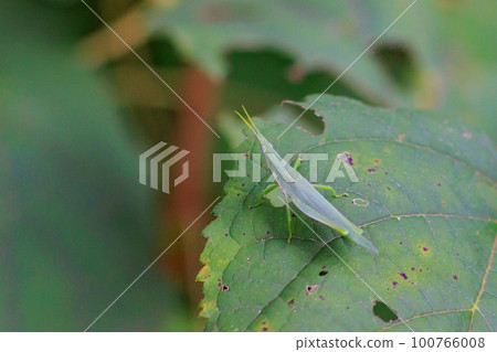 A grasshopper called Ombu grasshopper because a large female carries a small male on her back A grasshopper called Ombu grasshopper because a large female carries a small male on her back 100766008
