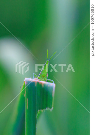 A grasshopper called Ombu grasshopper because a large female carries a small male on her back 100766010