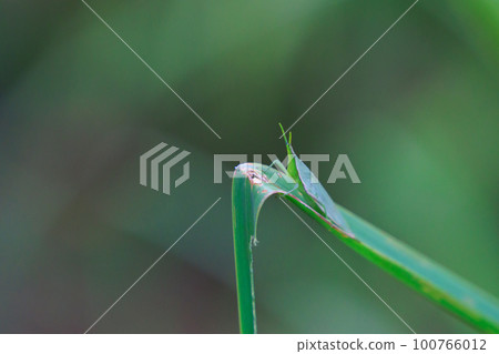 A grasshopper called Ombu grasshopper because a large female carries a small male on her back 100766012