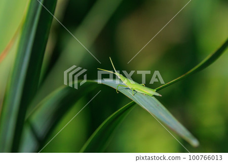 A grasshopper called Ombu grasshopper because a large female carries a small male on her back 100766013