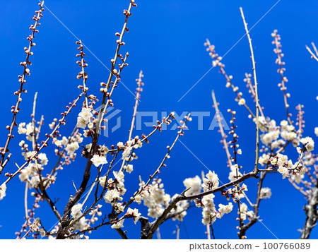 White plum blossoms in full bloom that shine against the blue sky <Minami Park Aoi Plum Grove/Okazaki City, Aichi Prefecture> White plum blossoms in full bloom that shine against the blue sky <Minami Park Aoi Plum Grove/Okazaki City, Aichi Prefecture> 100766089