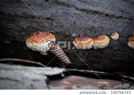 Brown curled leaf stuck in young wild orange fungus mushroom with its little family growing on black fallen tree trunk eith textured bark 100766143