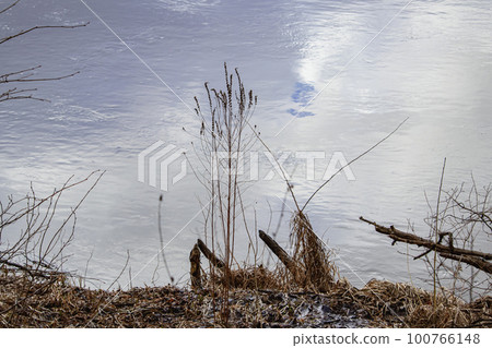 Long stem grass silhouettes standing near river with sky reflections on the water 100766148