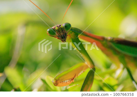 Mantis, a hunter with an inverted triangular face Mantis, a hunter with an inverted triangular face 100766358