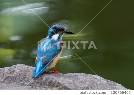 Ruri-colored popular kingfisher 100766465