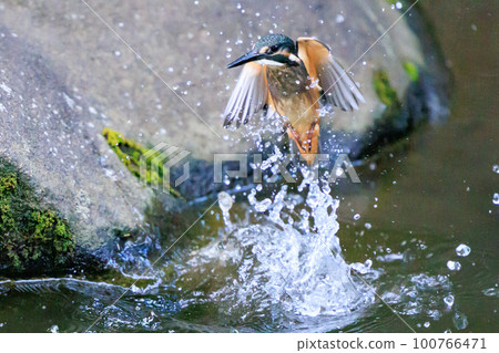 Ruri-colored popular kingfisher 100766471