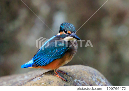 Ruri-colored popular kingfisher 100766472