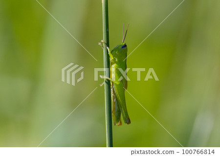 Oxya yezoensis, an agricultural pest that loves gramineous plants Oxya yezoensis, an agricultural pest that loves gramineous plants 100766814