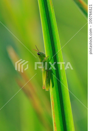 Oxya yezoensis,一種喜歡禾本科植物的農業害蟲 Oxya yezoensis,一種喜歡禾本科植物的農業害蟲 100766821