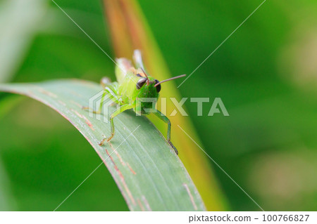 Oxya yezoensis, an agricultural pest that loves gramineous plants Oxya yezoensis, an agricultural pest that loves gramineous plants 100766827