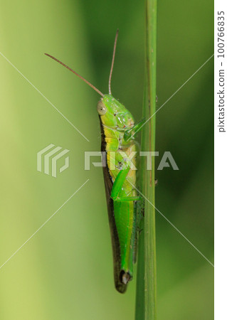 Oxya yezoensis, an agricultural pest that loves gramineous plants Oxya yezoensis, an agricultural pest that loves gramineous plants 100766835