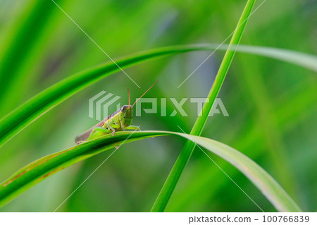Oxya yezoensis, an agricultural pest that loves gramineous plants Oxya yezoensis, an agricultural pest that loves gramineous plants 100766839